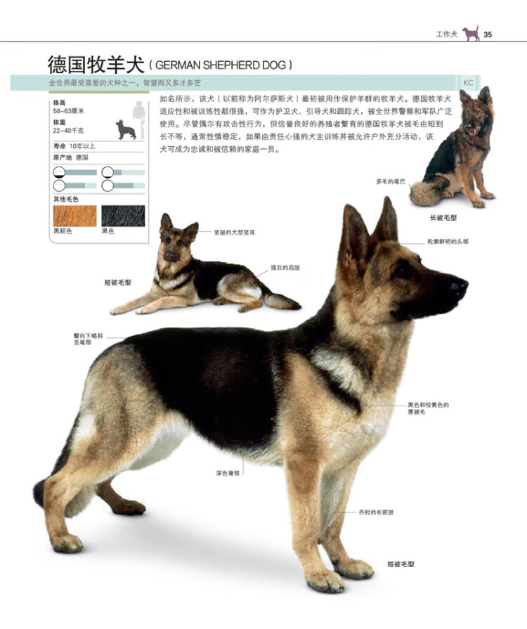 dk世界名犬驯养百科河南科学技术出版社9787534965722英