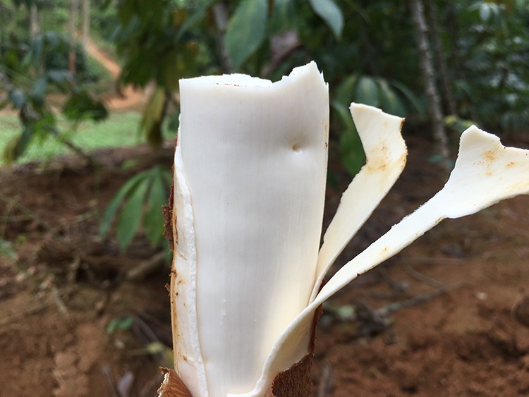 帆儿庄园现挖木薯面包木薯白肉木薯板栗木薯5斤新鲜蔬菜25kg