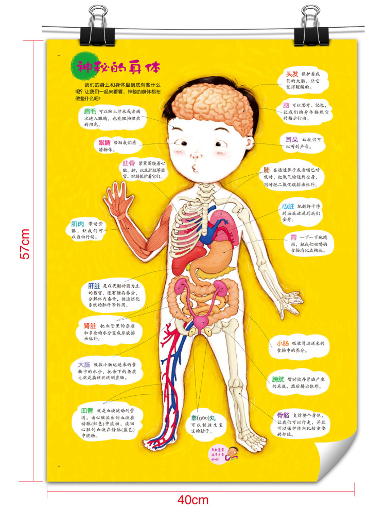 我可爱的身体韩国向日葵图书工作室著韩申恩静绘高韩向日葵图书工作
