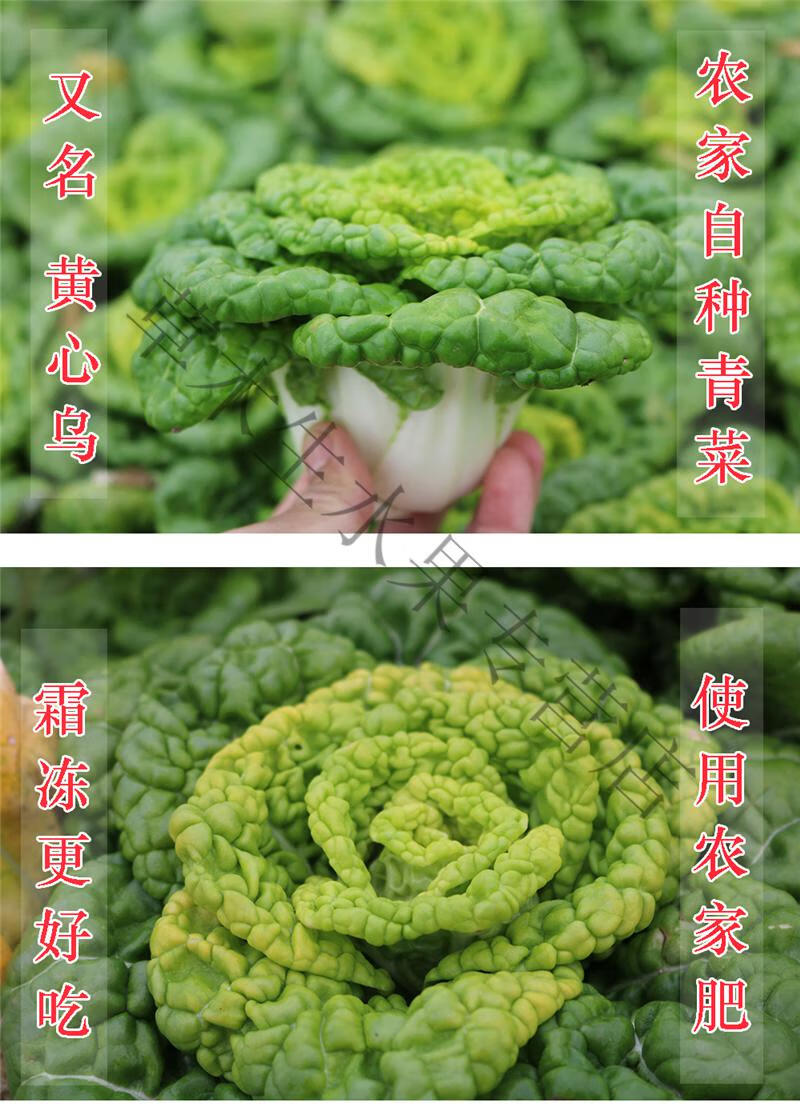 黄心菜新鲜黄心乌乌塌菜 小白菜油菜青菜卷心乌奶白菜时令蔬菜 10斤