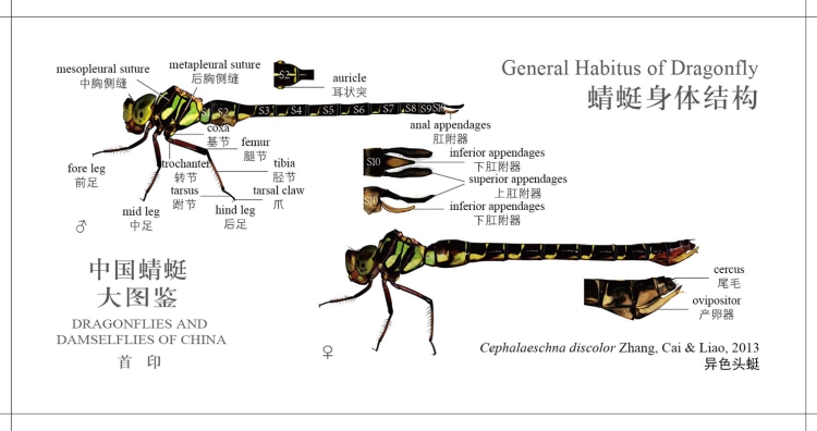 正版图书中国蜻蜓大图鉴张浩淼重庆大学出版社9787568910378