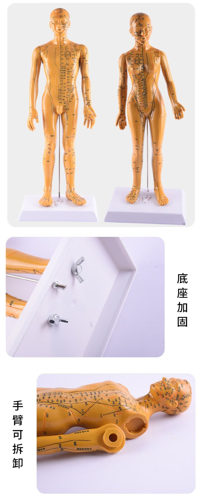人体模型男女中医针灸经络穴位图医用教学小铜人刻字清晰医用模型高清