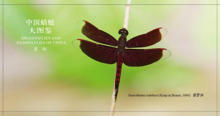 中国蜻蜓大图鉴张浩淼重庆大学出版社9787568910378