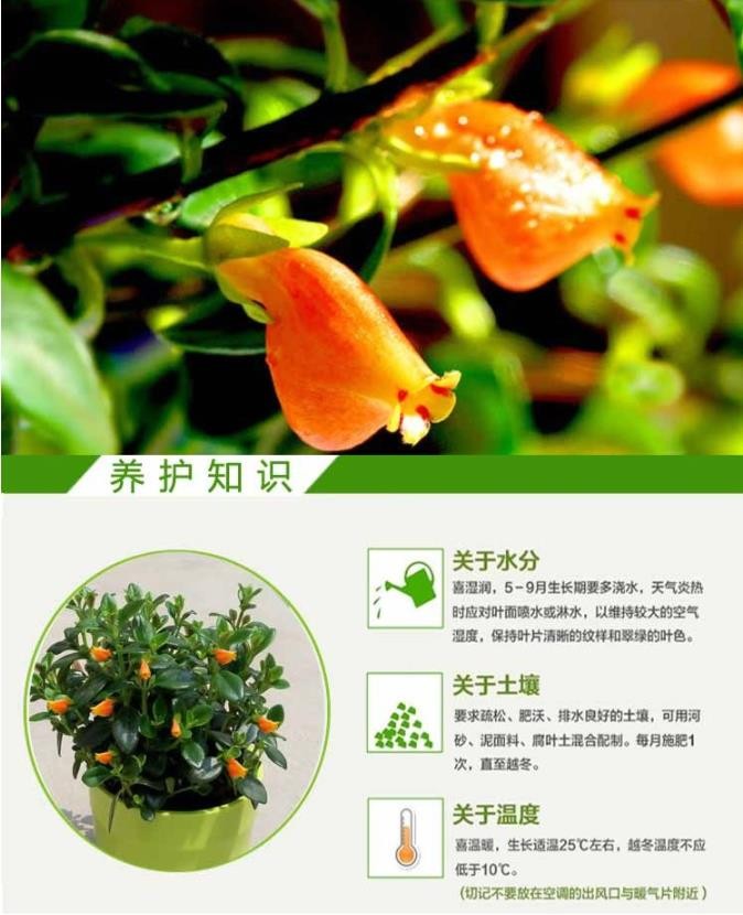 金鱼花吊兰盆栽花卉室内绿植办公室盆栽盆景绿色植物吊