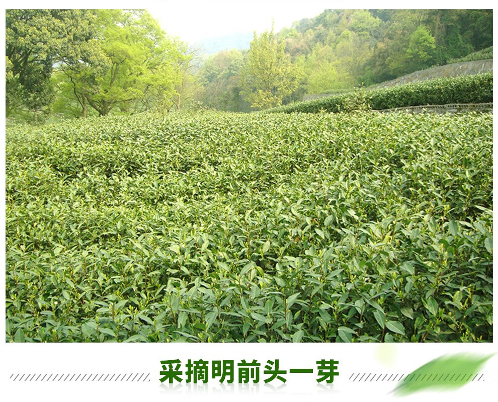 一杯香明前龙井绿茶我想买要多少钱能买到