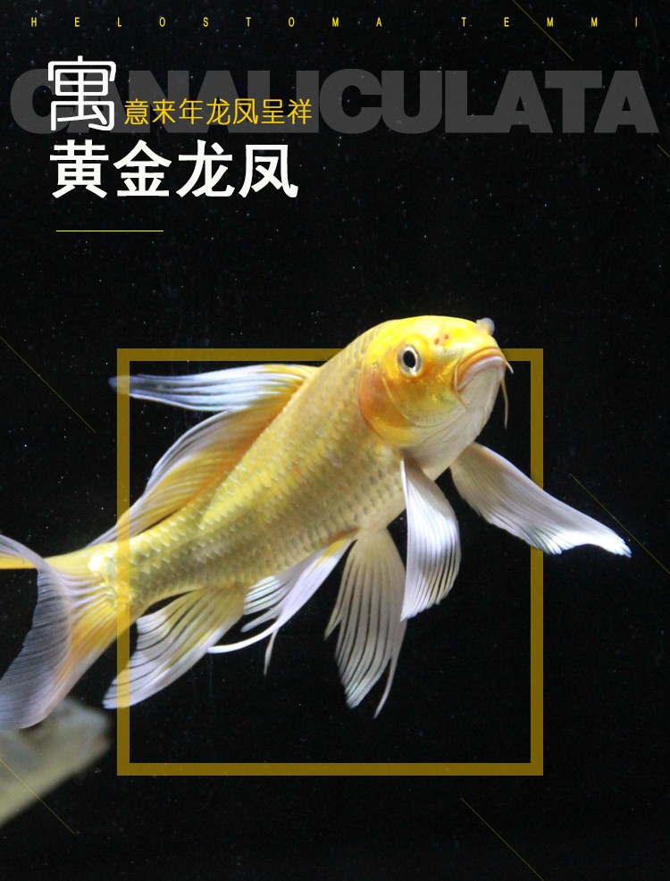 纯种龙凤锦鲤黄金龙凤锦鲤鱼活体白金龙凤冷水鱼风水鱼1012公分黑金
