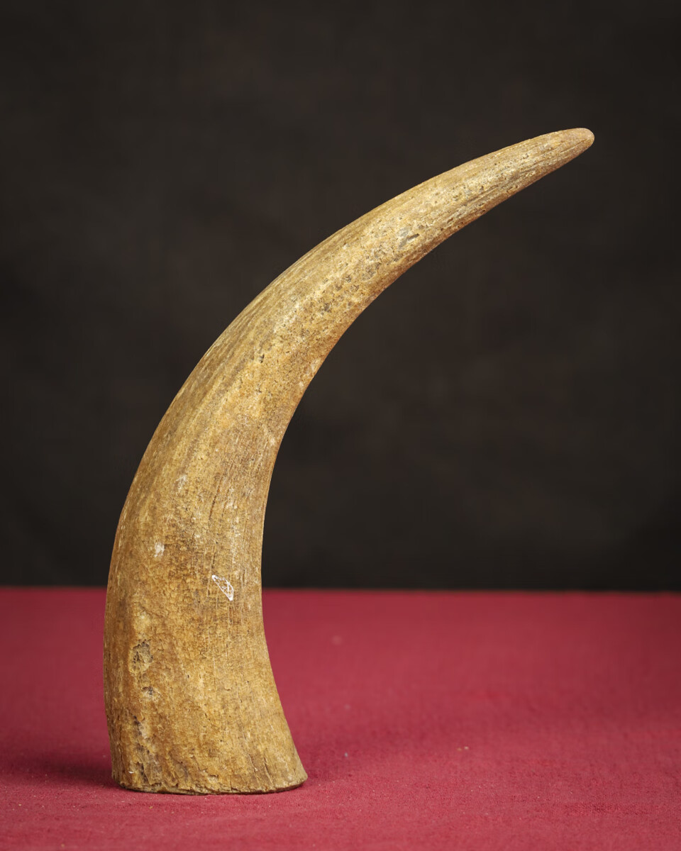 kle671:ot31天然珍稀牛角尖摆件