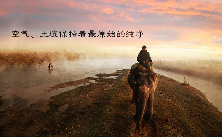 
                                        瓦纳（vanare） 印度香薰檀香塔香盘香沉香锥香家居香薰 25颗装 天竺葵                