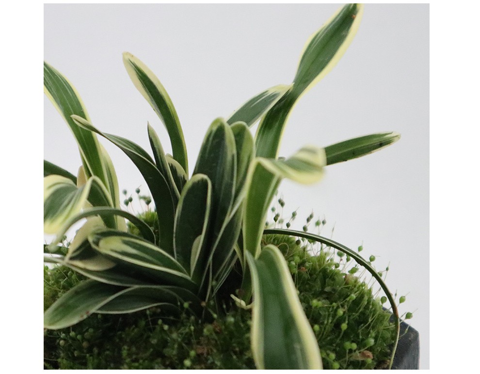 刘阁兰花建兰矮种兰花苗金凤凰新手好养花卉绿植盆栽桌面迷你金边线艺