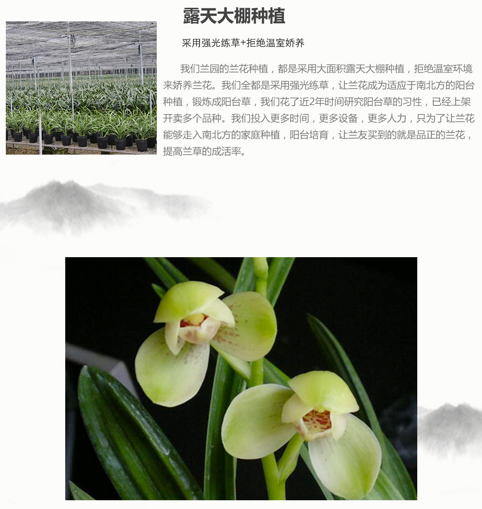 刘阁兰花苗 建兰矮种荷瓣珍品 君临天下 夏带花苞 兰草室内绿植花卉