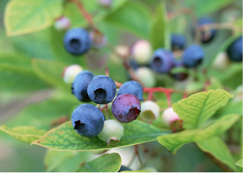 【虹越】蓝莓果树苗大苗 家庭休闲种植果蓝莓树苗 莱格西 15l(预售