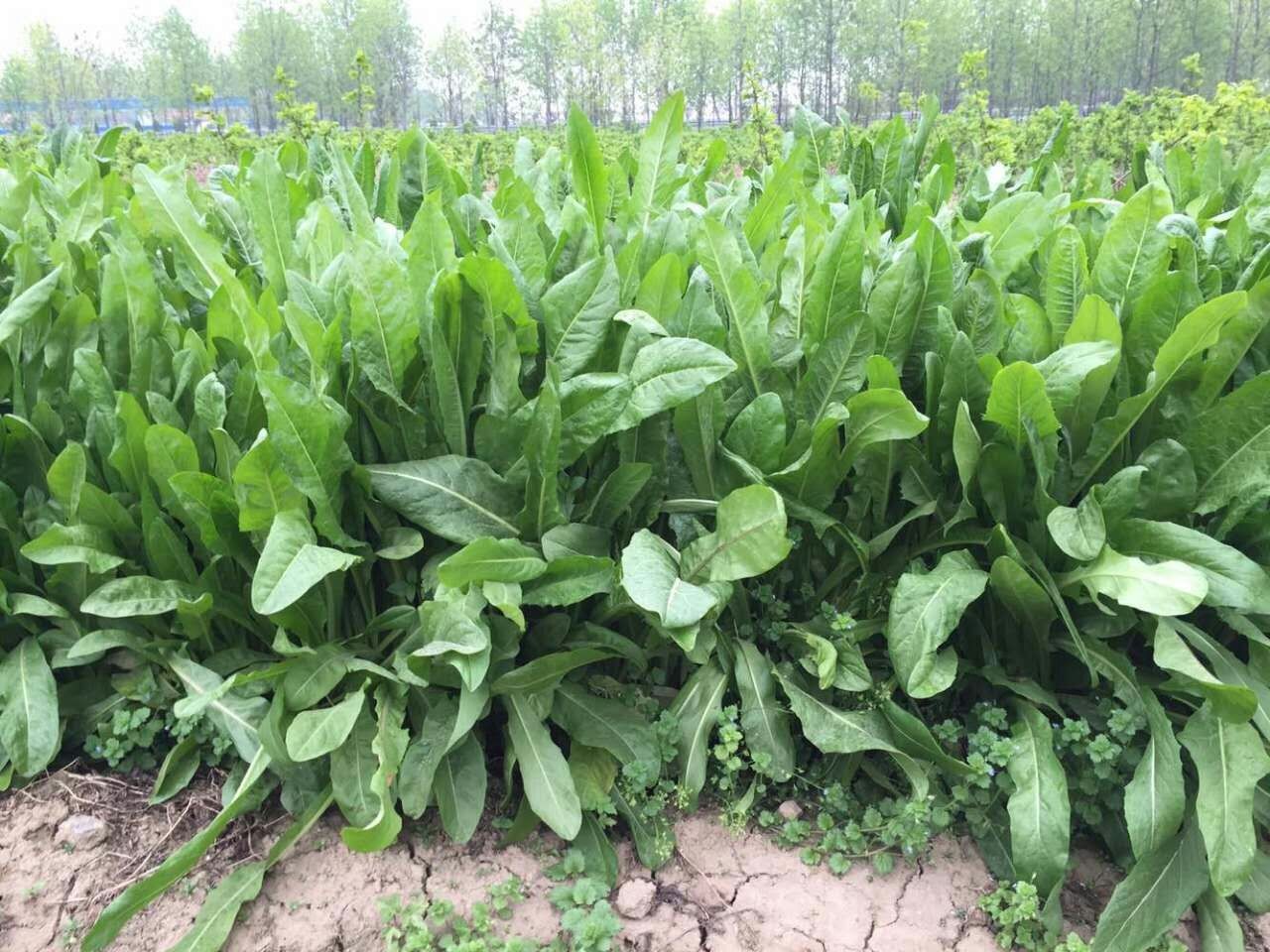 绿中城 批发牧草草籽将军菊苣菊苣种籽种子含高蛋白汁液多 菊苣净籽