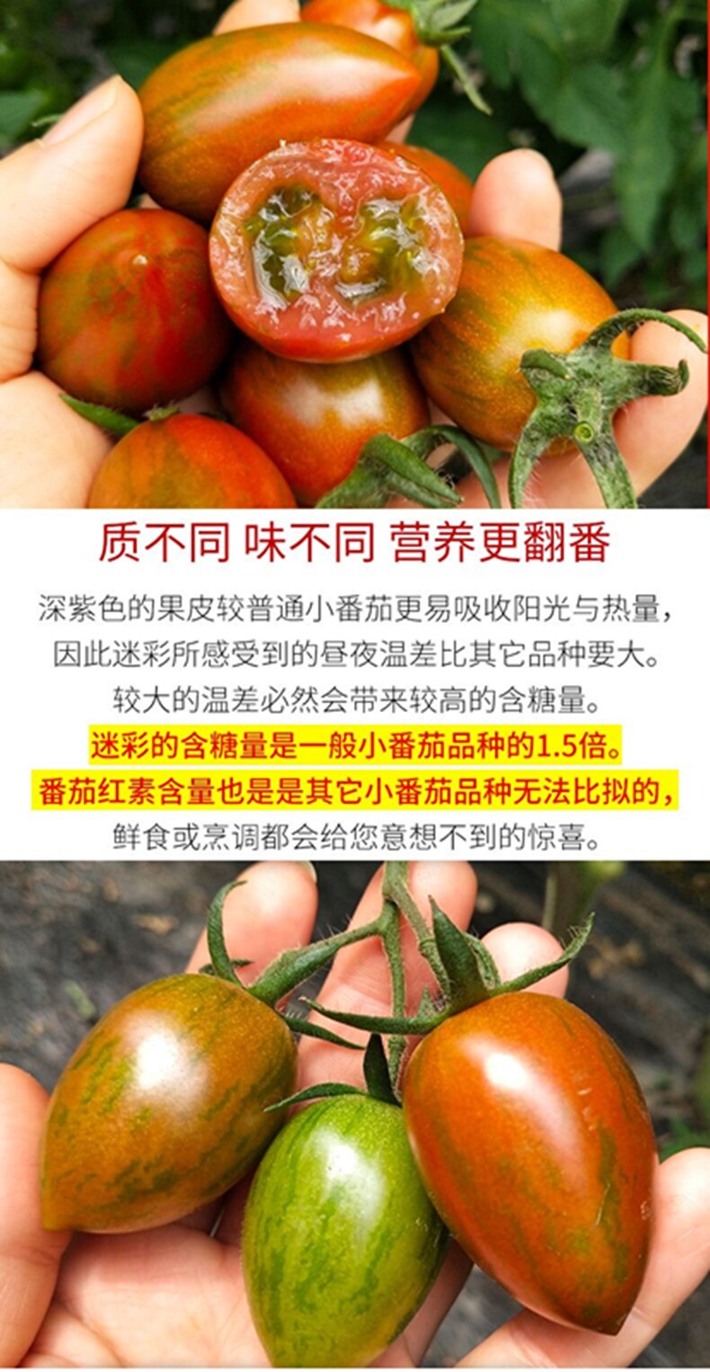 农大姐妹迷彩小番茄圣女果千禧小番茄迷彩西红柿火锅蔬菜水果沙拉3斤