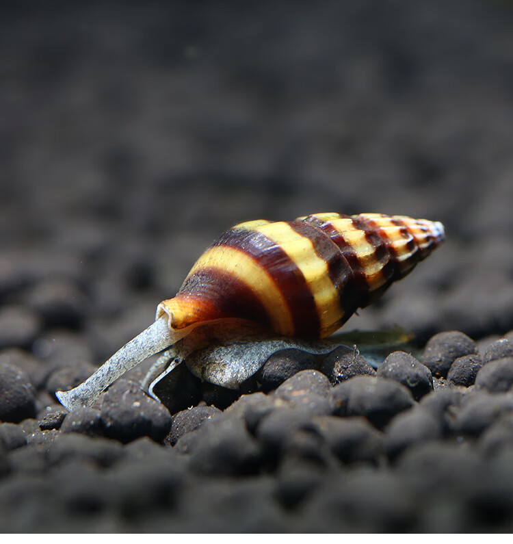 宝塔螺 水族箱鱼缸宠物大黄蜂螺杀手螺水草缸清洁工具螺活体1019 六种