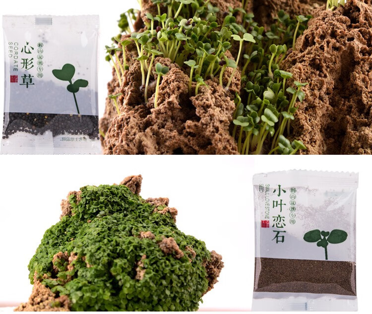 石光小站假山草籽草种子上水石吸水石奇石盆景植物圆叶草三叶草混装微