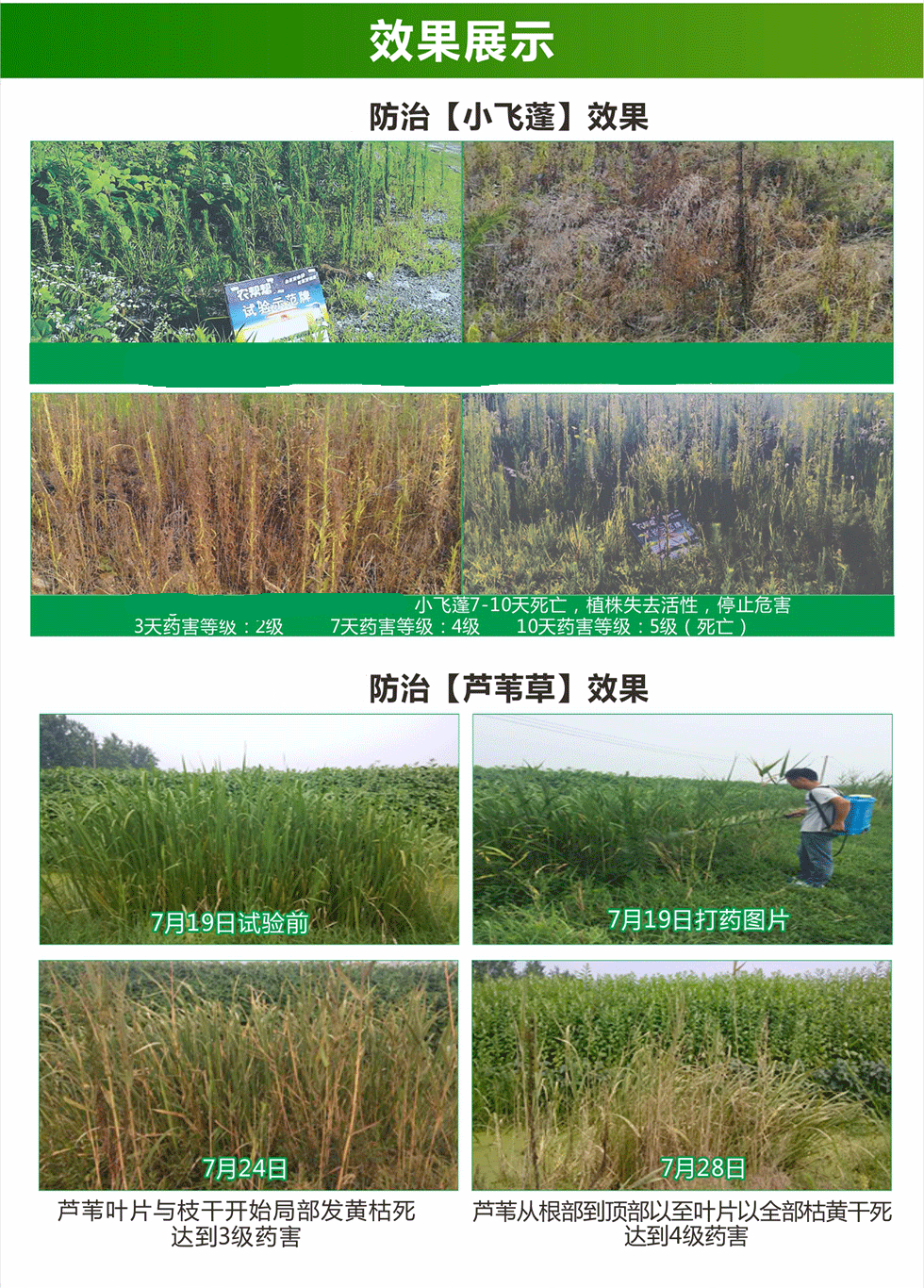 36高含量草铵膦快速灭生草甘膦水剂除草剂荒地果园牛筋草除草连根杀死