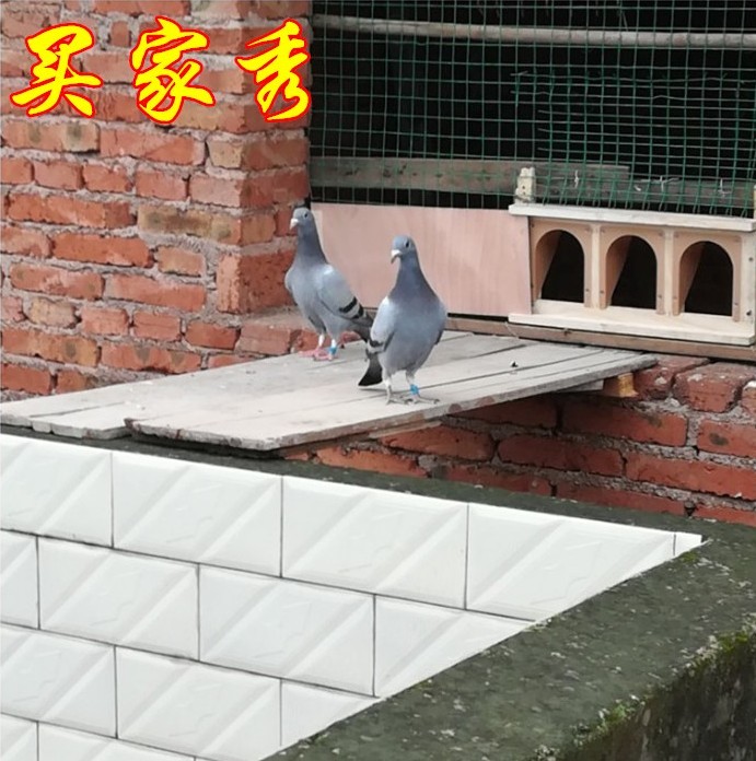 鹏实鸽具欧式进口门鸽子活络门碰门跳门赛鸽欧式进笼门进门口信鸽用品