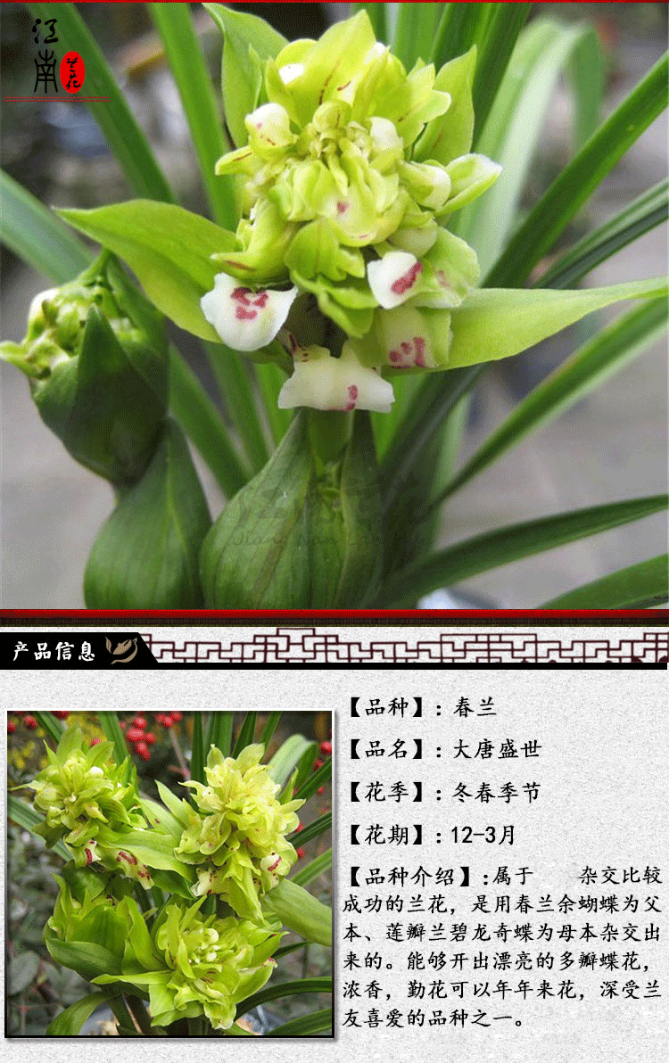 24种兰花苗建兰墨兰春剑红素 夏带花苞 市长红梅1丛3苗连体 裸根不