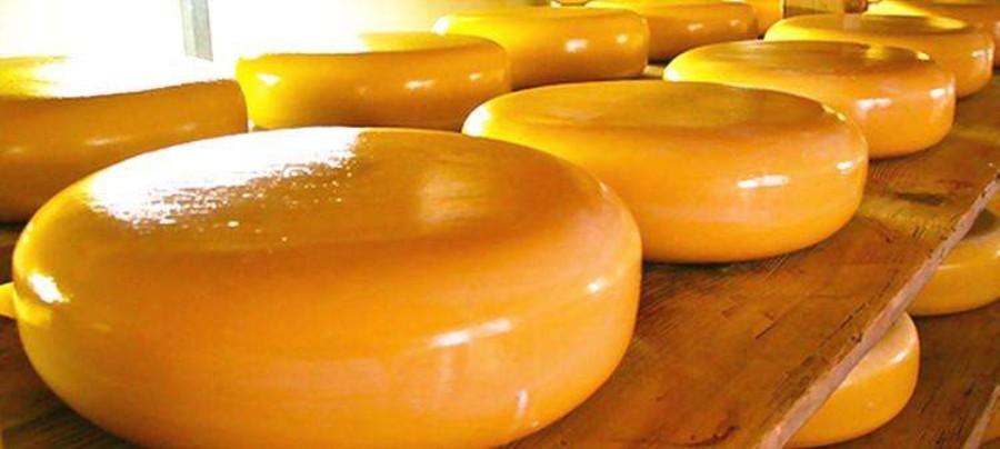 荷兰进口总统黄波芝士 gouda 整轮淡味即食 黄波车轮干奶酪 烘焙 奶酪