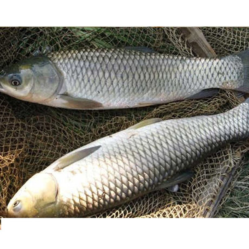 jd物流小憨哇中山脆鲩鱼脆肉皖鱼草鱼整条新鲜脆肉鲩分割鱼腩鱼片鱼骨