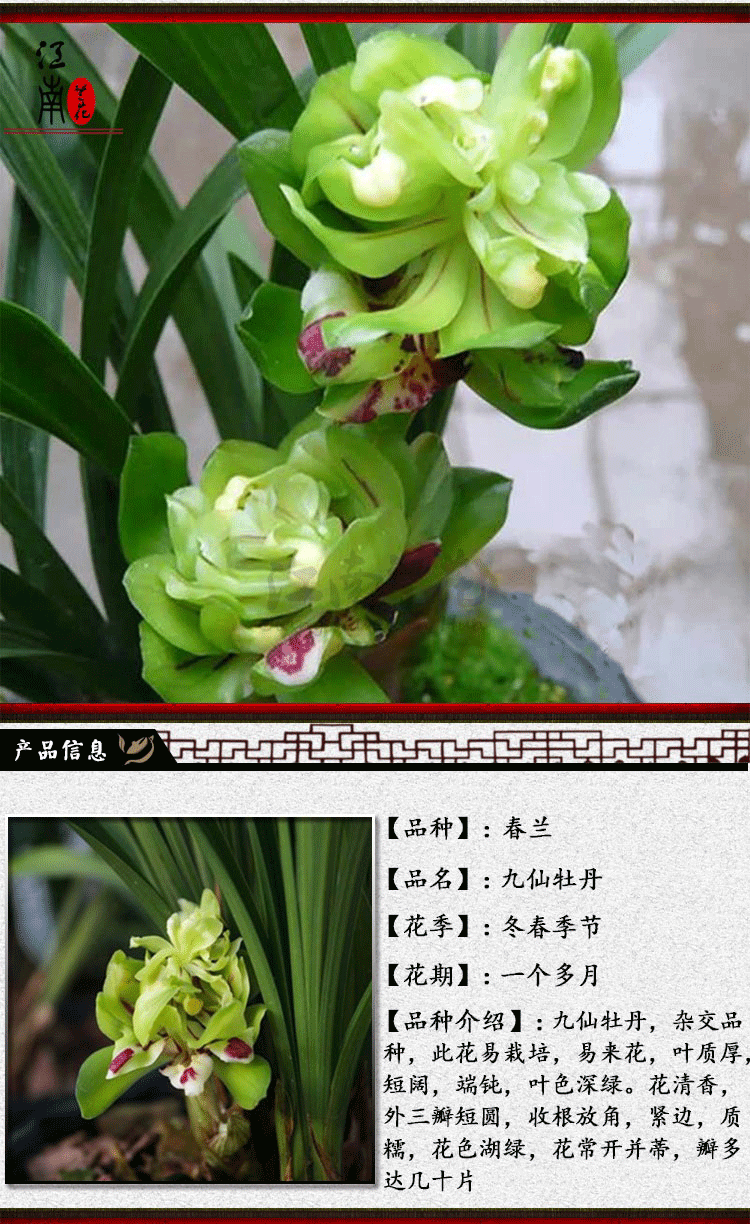 24种兰花苗建兰墨兰春剑红素 夏带花苞 市长红梅1丛3苗连体 裸根不