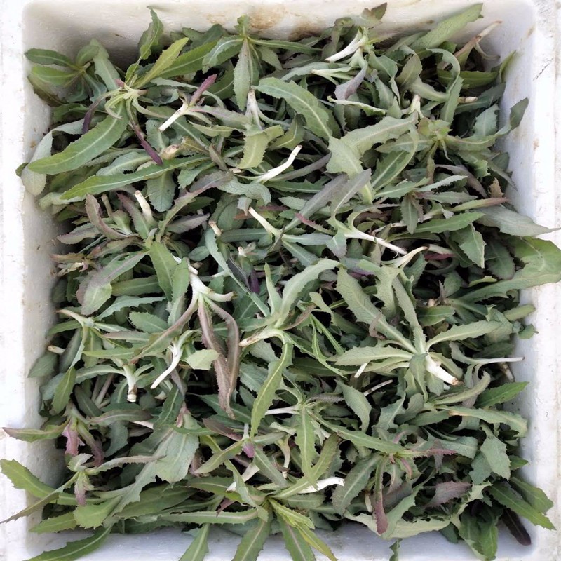 fgacct新鲜苦菜 曲曲菜 苦麻子 曲麻菜 苣荬菜 2斤装【图片 价格 品牌