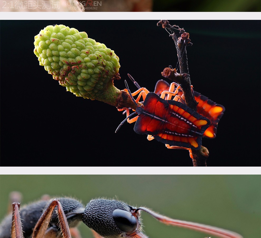 老蛙laowa微距镜头60mmf2821单反微单镜头花草昆虫2倍放大超微距支持