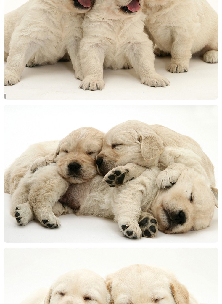 幼犬 纯种寻回犬幼崽宠物狗 视频挑选 全国运送 公母 活体幼崽小狗