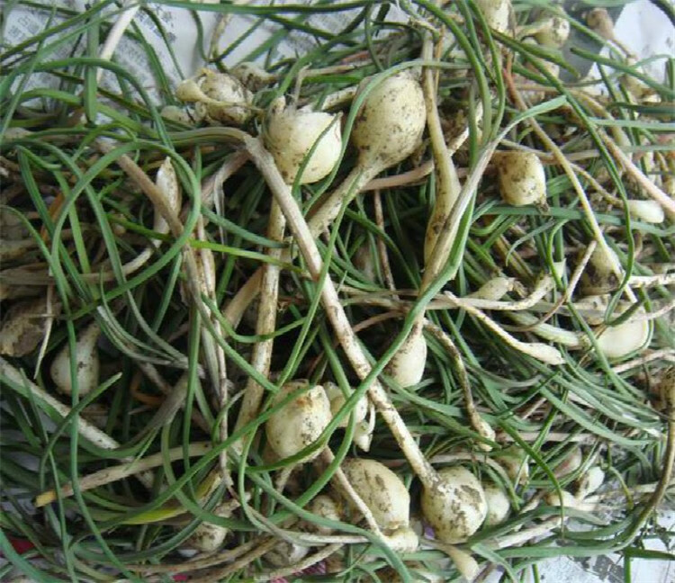 现挖新鲜小根蒜大脑嘣蒜大脑瓜山蒜葱苦藠头15kg