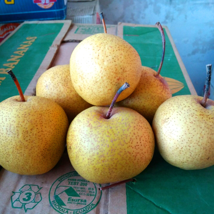 河北酸梨老树安梨面梨特产细皮薄皮酸梨水果5斤大果