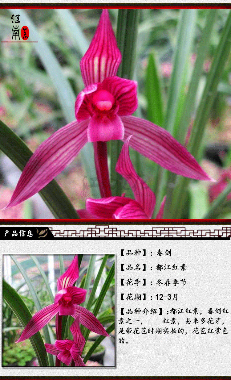 24种兰花苗建兰墨兰春剑红素 夏带花苞 市长红梅1丛3苗连体 裸根不