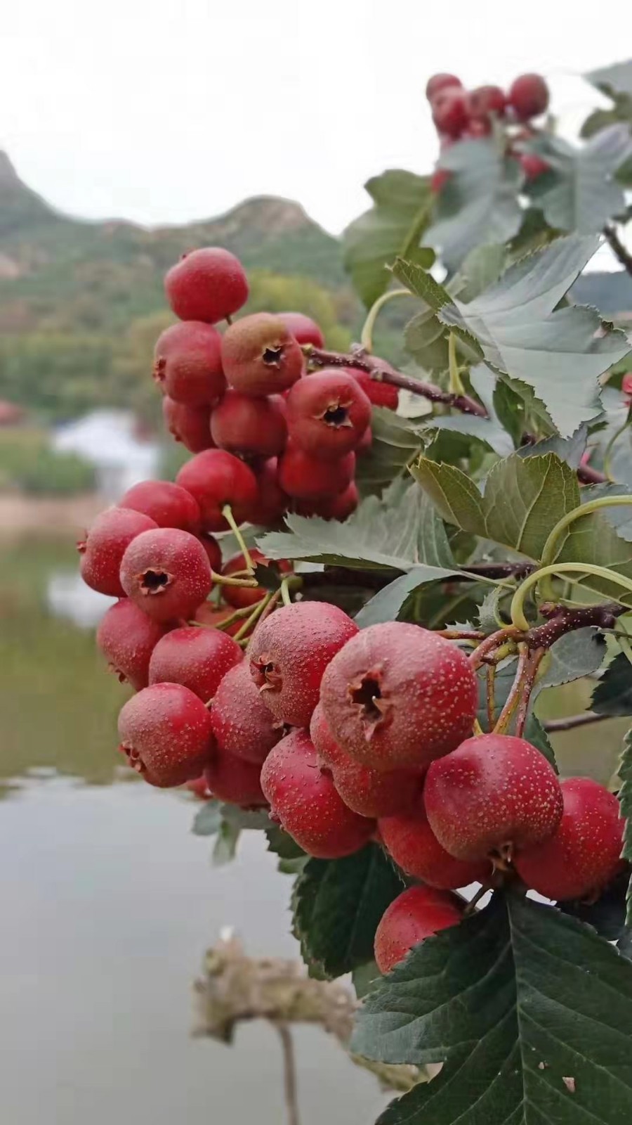 现摘现发临朐助农馆2021年现货直发现货新鲜山楂果大金星山楂冰糖葫芦