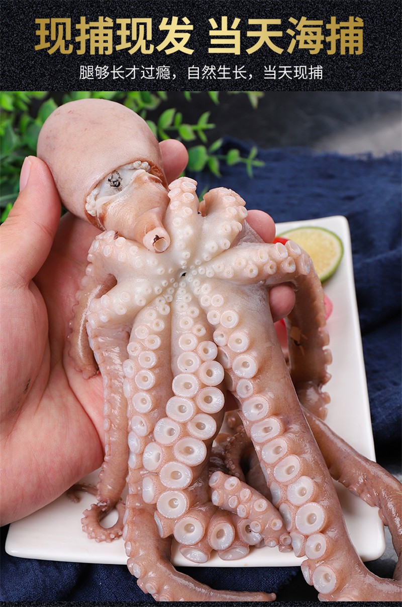 八爪鱼 新鲜长腿大章鱼 鲜活速冻 网红爆头 烧烤火锅食材大菜园 2斤(6