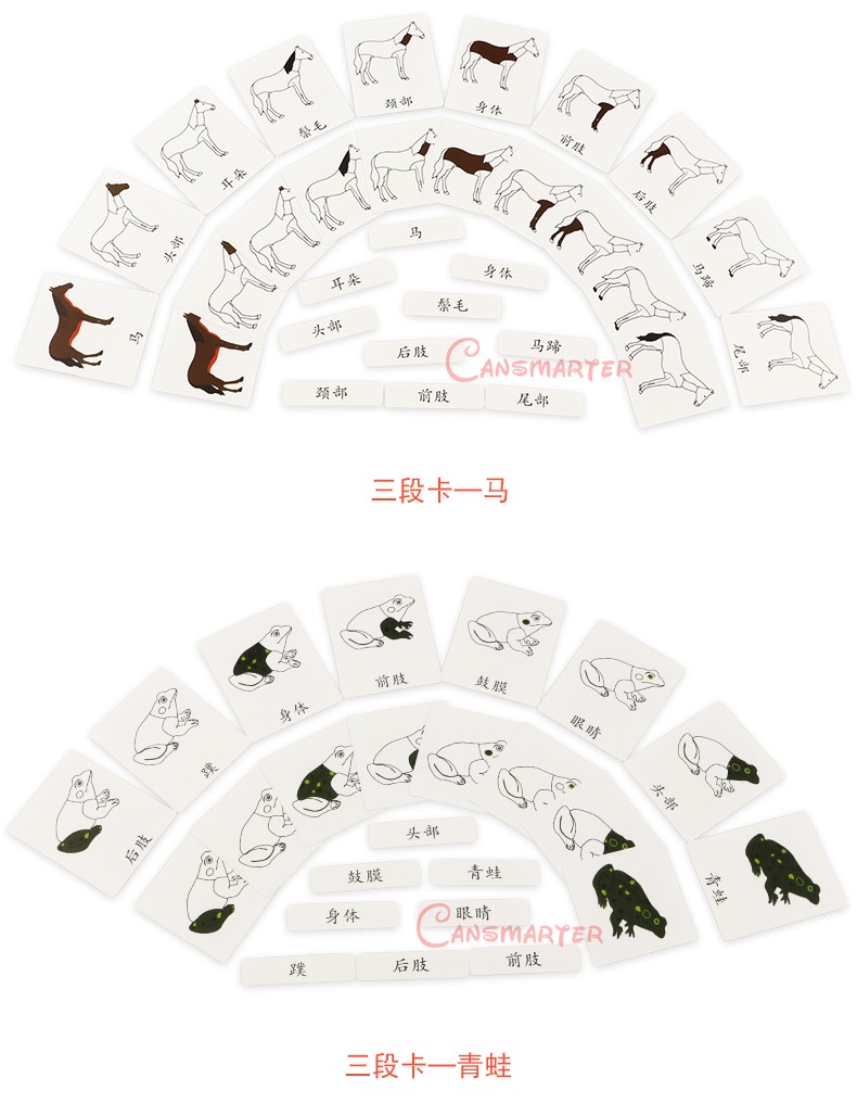 蒙氏科学三段卡pvc蒙台梭利早教益智三部卡蒙特梭利树花朵树叶乌龟马
