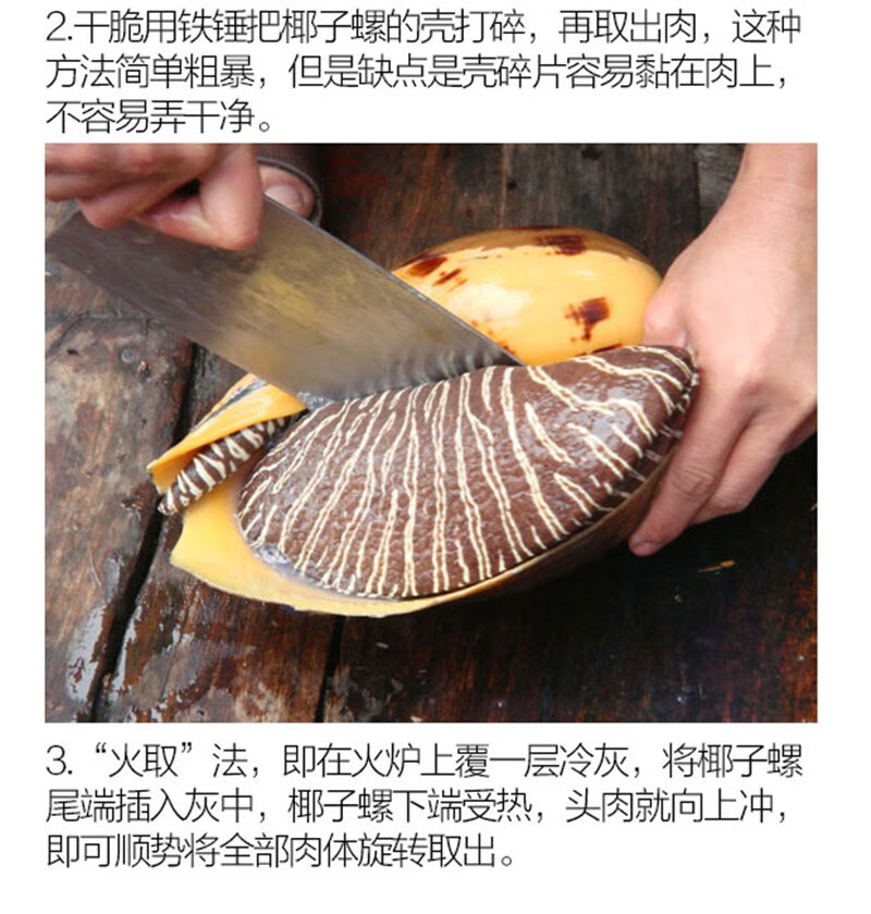 春光岛 椰子螺 大黄螺 鲜椰子螺 小黄螺 油螺 响
