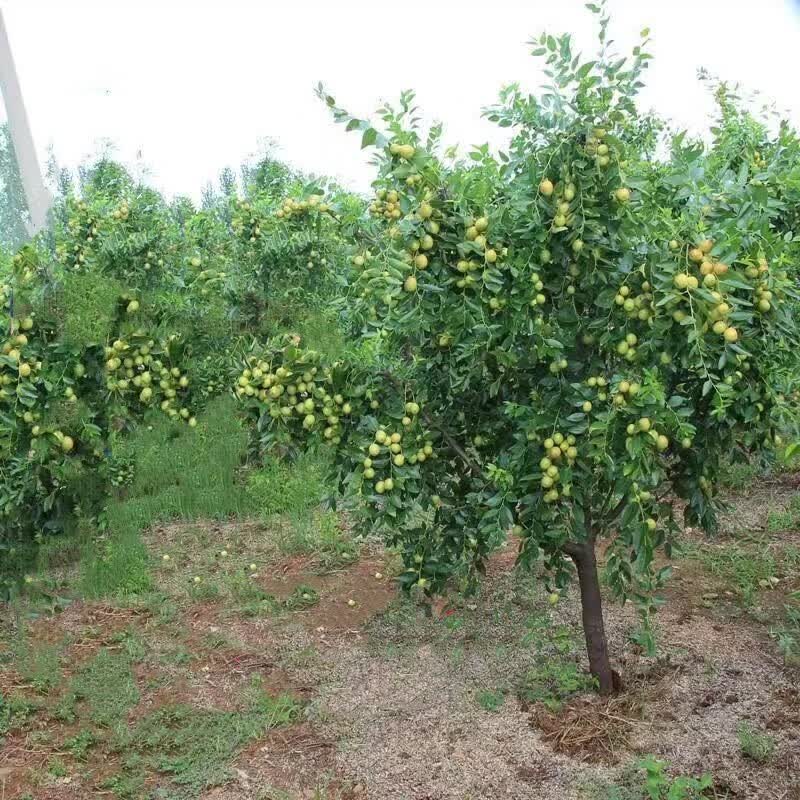 苗果苗沾化冬枣苗 新疆大枣苗当年结果南方北方果树苗木嫁接大枣树苗
