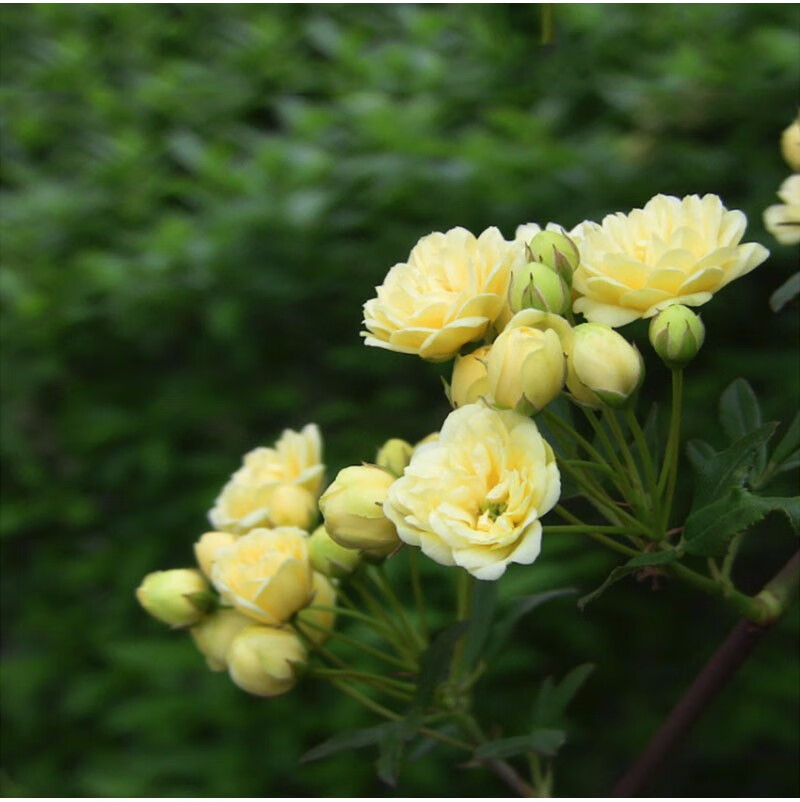 木香花种子四季种易活花卉种籽包邮观花植物室内外盆栽庭院种花种