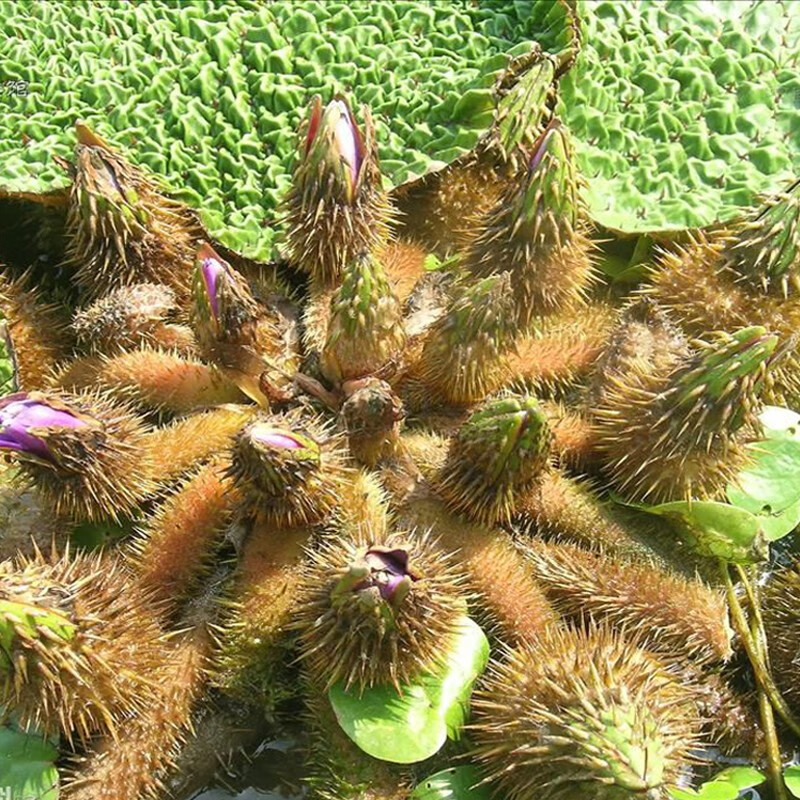 海鲜阁 2021新鲜天长鸡头果 芡实 鸡头米 带壳鸡头米 湿鸡头米新鲜