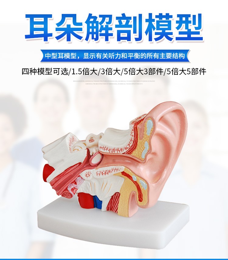 桌上耳解剖模型人体耳朵模型15倍放大中耳模型人体器官解剖助听器展示