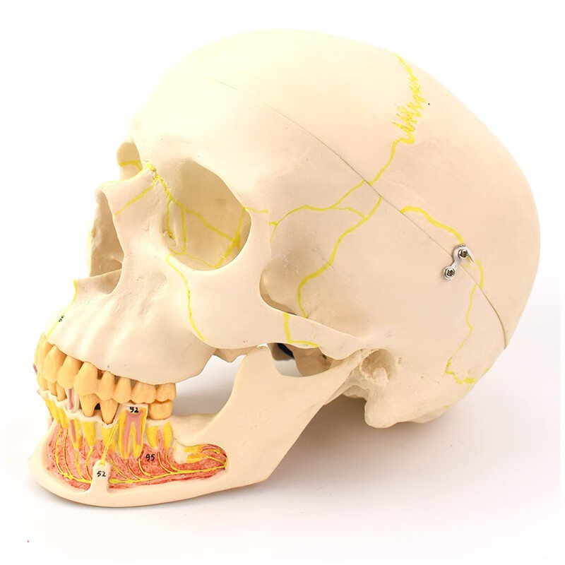 enovo頤諾成人頭骨模型 下頜骨解剖專業仿真頭顱骨口腔科頭骨教學