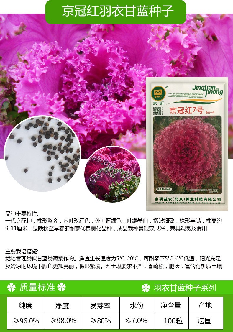 凤鸣雅世 羽衣甘蓝种子菜籽观赏食用特菜蔬菜种子叶牡丹花园春秋季