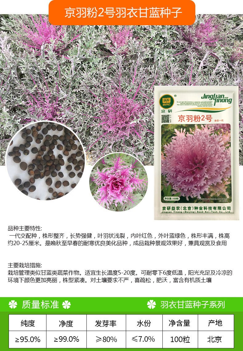 凤鸣雅世 羽衣甘蓝种子菜籽观赏食用特菜蔬菜种子叶牡丹花园春秋季
