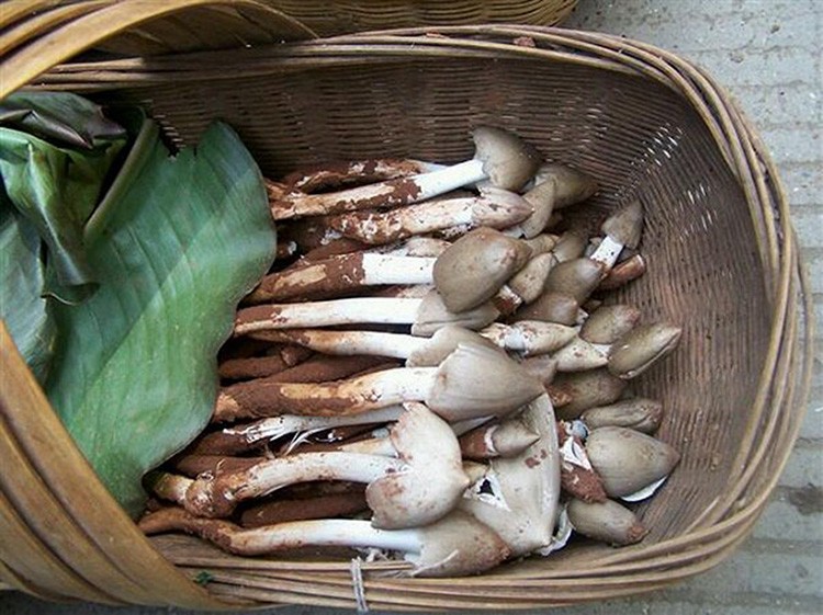 【顺丰空运】2022鸡枞菌新鲜野生云南未开伞白蚁三八菇菌子蘑菇火把