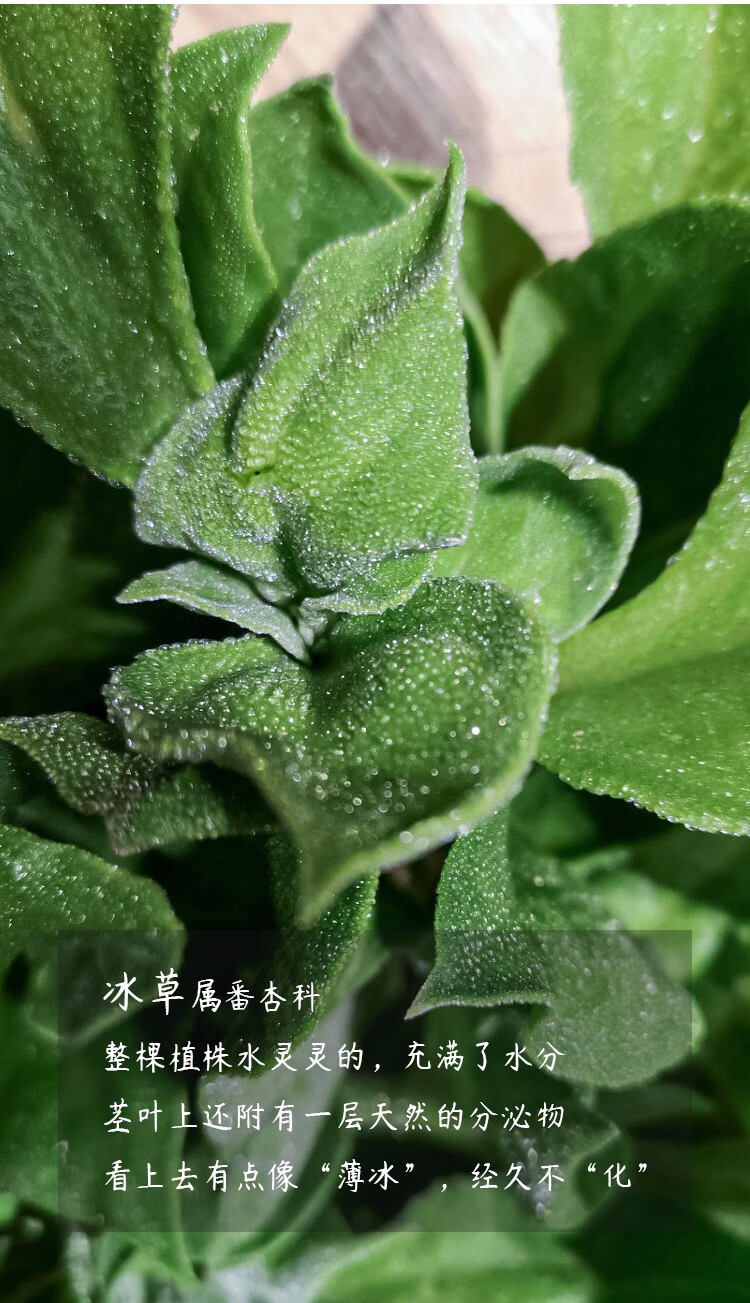 寿禾 冰菜冰草种子冰晶水晶农家四季播蔬菜种孑易种菜籽阳台春冬季