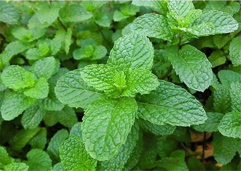 恬女神新鲜藿香叶鱼香叶农家鱼香草藿香苗草五香叶应季蔬菜500g