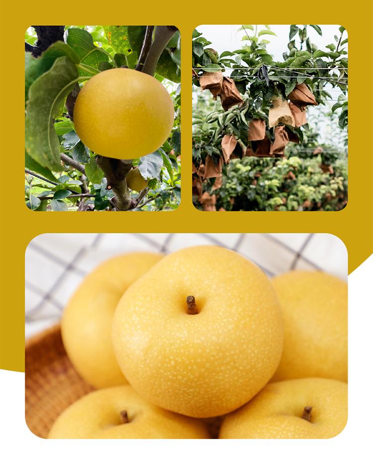 都乐(dole) 白玉丰蜜梨 3.5kg 水果【图片 价格 品牌 报价】-京东