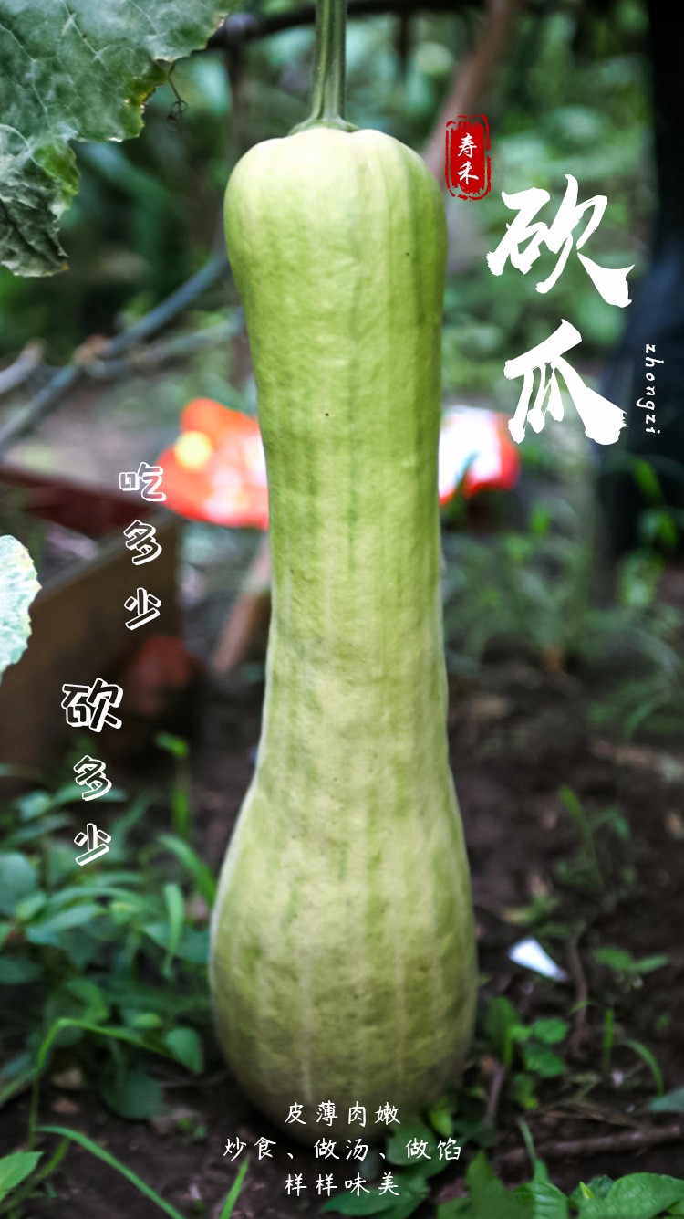 寿禾瓜种子幼苗砍瓜随吃随砍青瓜春秋季播种蔬莱疏蔬菜菜子家庭种植