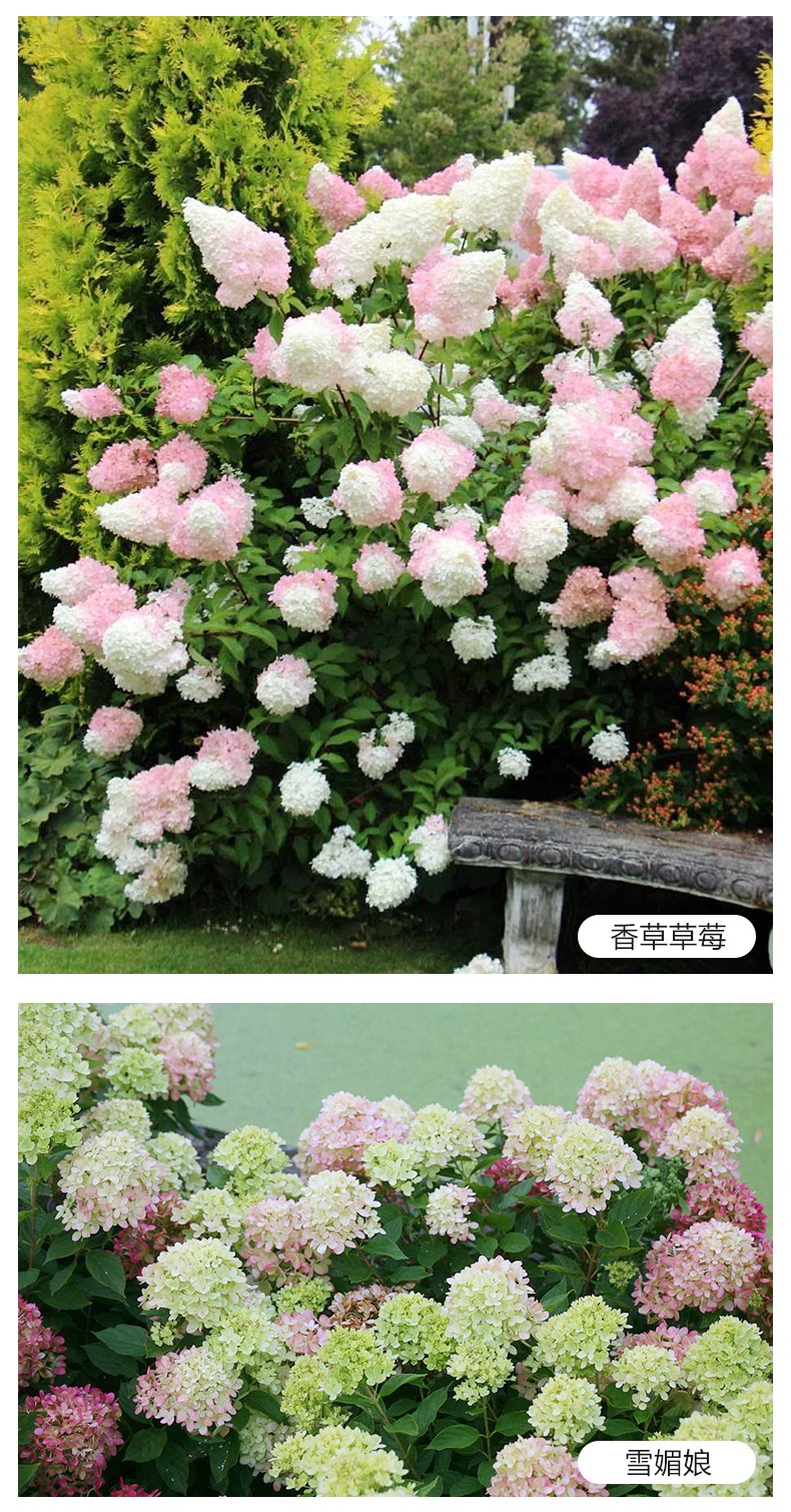 【虹越】圆锥绣球花盆栽苗 冰淇淋系列 抹茶魔幻月光等庭院阳台耐热