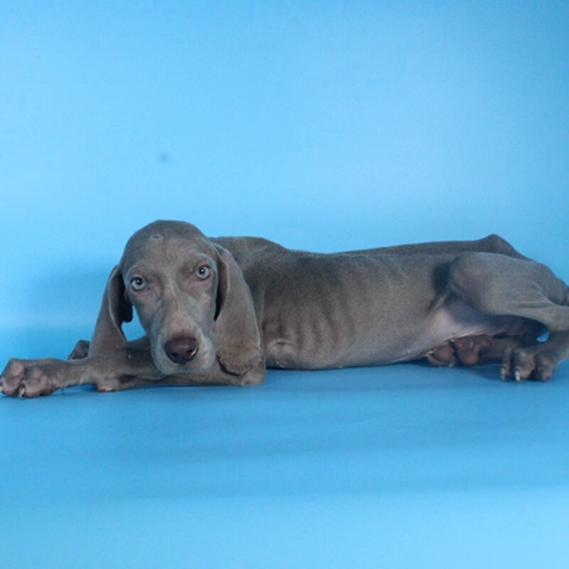 帅帅名宠魏玛犬活体幼犬纯种德国威玛猎犬狗狗活体威马短毛狗高贵银灰