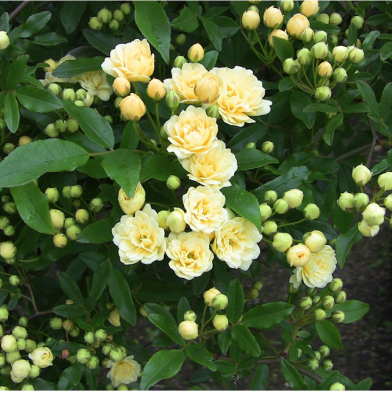 木香花种子四季种易活花卉种籽包邮观花植物室内外盆栽庭院种花种